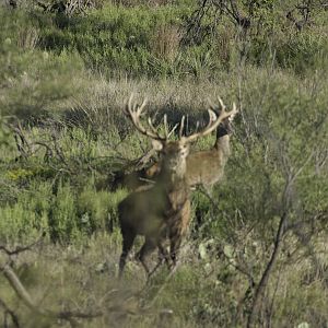 Red Stag Texas