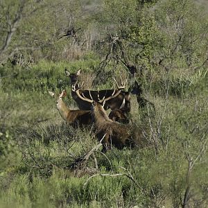 Red Stag Texas