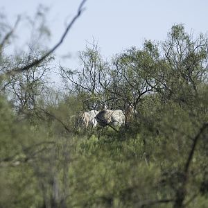 Scimitar Oryx in Texas