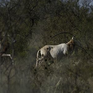 Scimitar Oryx in Texas