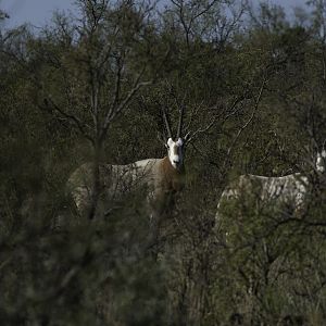 Scimitar Oryx in Texas