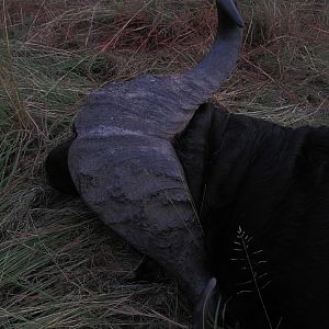 Cape Buffalo Hunting