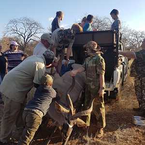 South Africa Hunting Kudu