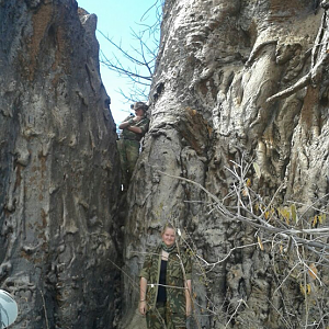 Climbing and exploring the Baobab trees