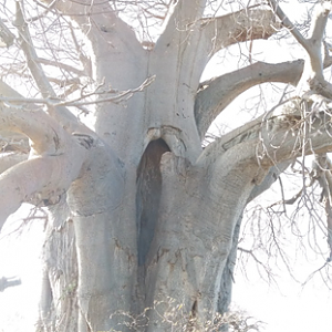 Baobab Tree