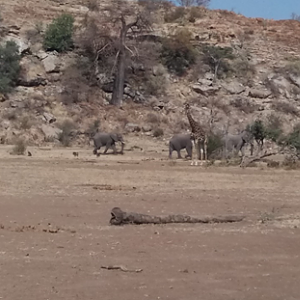 Elephant bulls heading to the river past a Giraffe bull