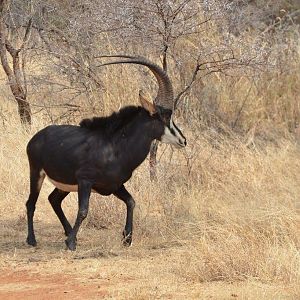 Sable Antelope South Africa