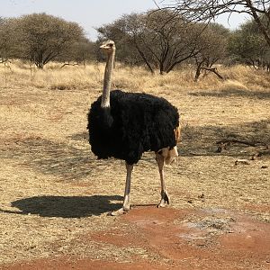 Ostrich South Africa