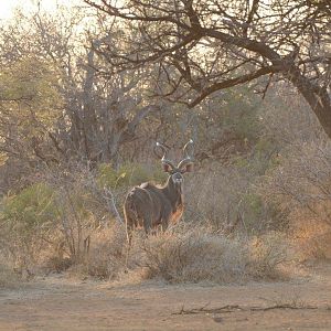 Kudu South Africa