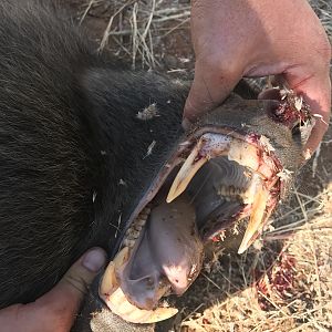 South Africa Hunt Baboon