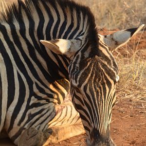 Hunt Burchell's Plain Zebra in South Africa