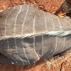 South Africa Hunting Nyala