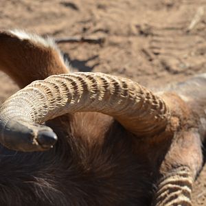 Hunt Waterbuck in South Africa