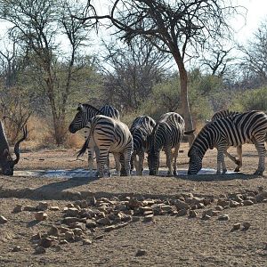 Burchell's Plain Zebra South Africa