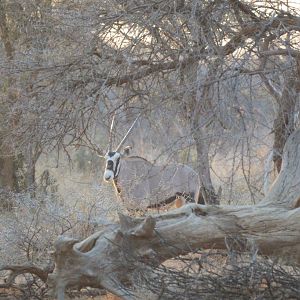 Gemsbok South Africa