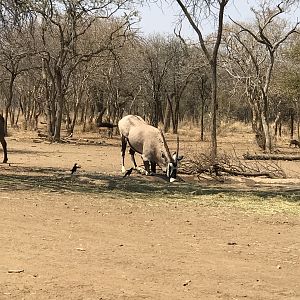 Gemsbok South Africa