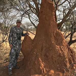 Ant colony South Africa