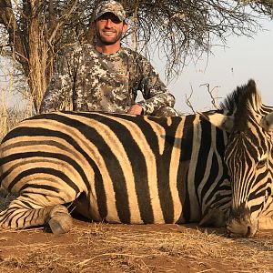 Hunt Burchell's Plain Zebra in South Africa