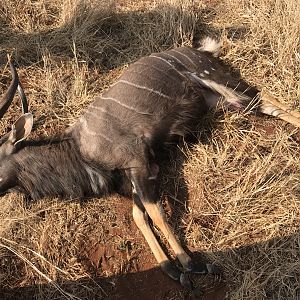 Nyala Hunt South Africa