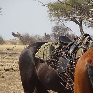 My rifle,my pony and me