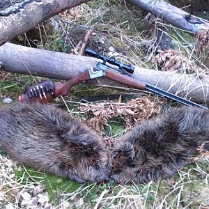 Beaver Hunt