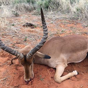 Namibia Hunt Impala