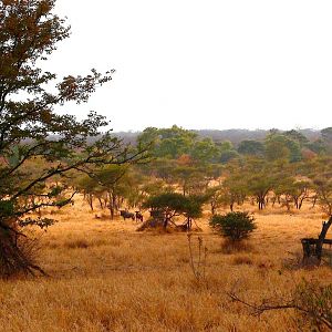 Blue Wildebeest Zimbabwe