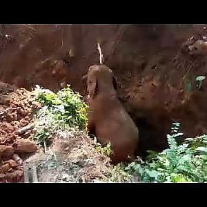 Wild Elephants salutes the men who rescued their baby elephant from a ditch