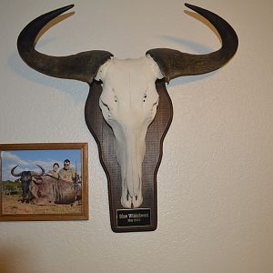 Blue Wildebeest European Skull Mount