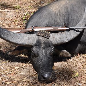 Hunting Asiatic Water Buffalo