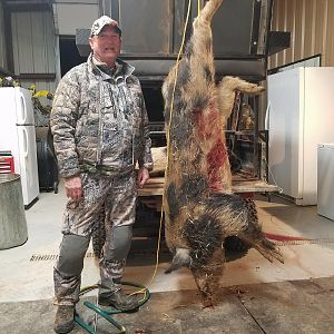 Hog Hunt Texas