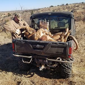 Aoudad Hunt Texas