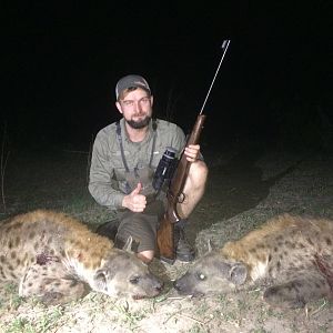 Hunt Spotted Hyena in Zimbabwe