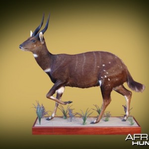 Bushbuck full mount