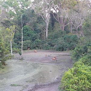 Bongo in Central African Republic