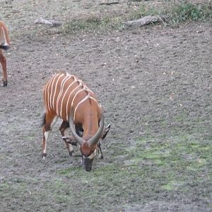 Bongo in Central African Republic