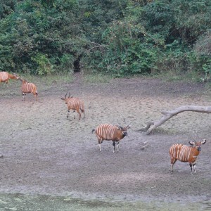 Bongo in Central African Republic