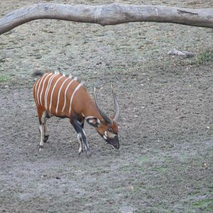 Bongo in Central African Republic