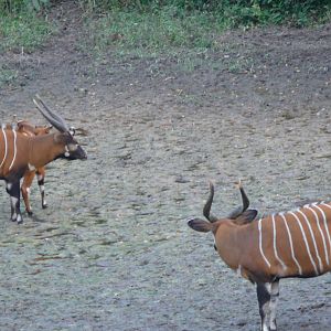 Bongo in Central African Republic