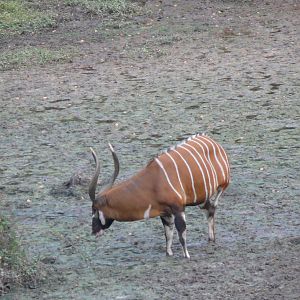 Bongo in Central African Republic