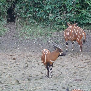 Bongo in Central African Republic