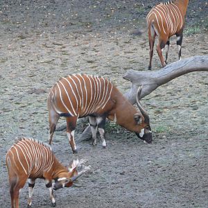 Bongo in Central African Republic