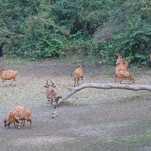 Bongo in Central African Republic