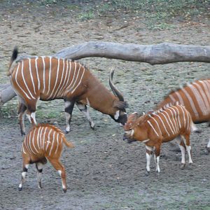 Bongo in Central African Republic