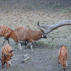 Bongo in Central African Republic