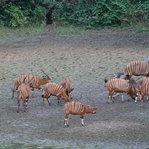 Bongo in Central African Republic