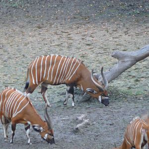 Bongo in Central African Republic