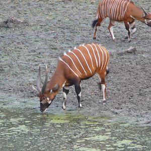 Bongo in Central African Republic