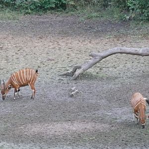 Bongo in Central African Republic