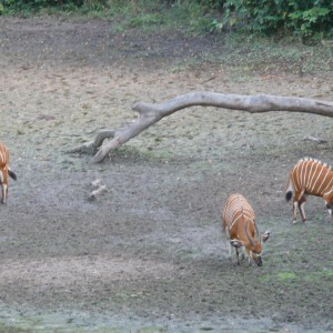 Bongo in Central African Republic